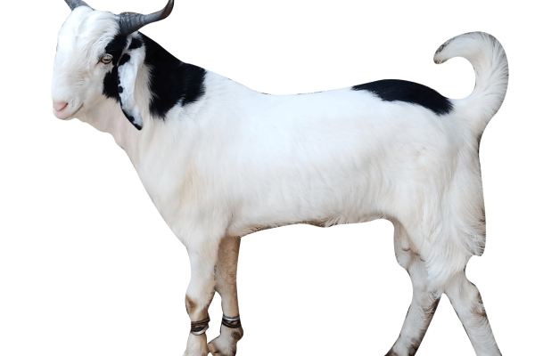 Goat Aala